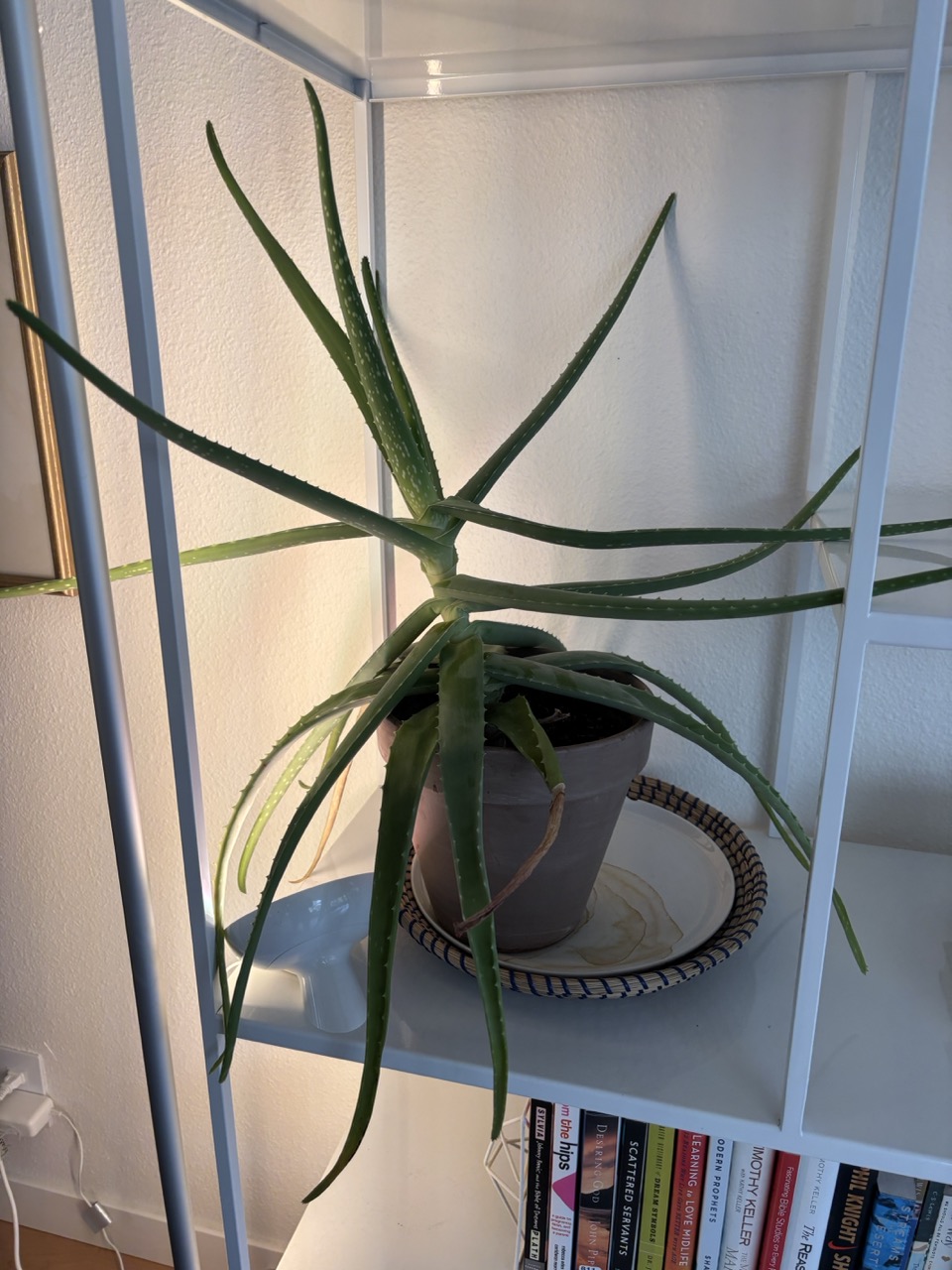 Aloe Vera Plant