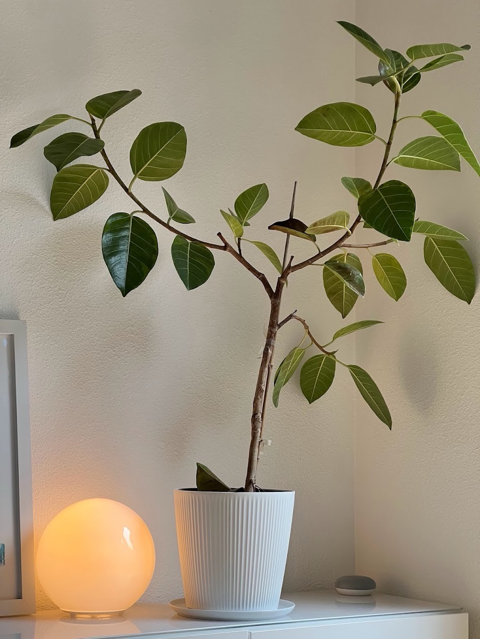 Ficus Audrey Plant