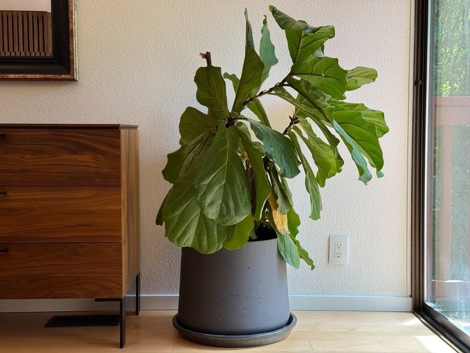 Fiddle Leaf Fig – Large