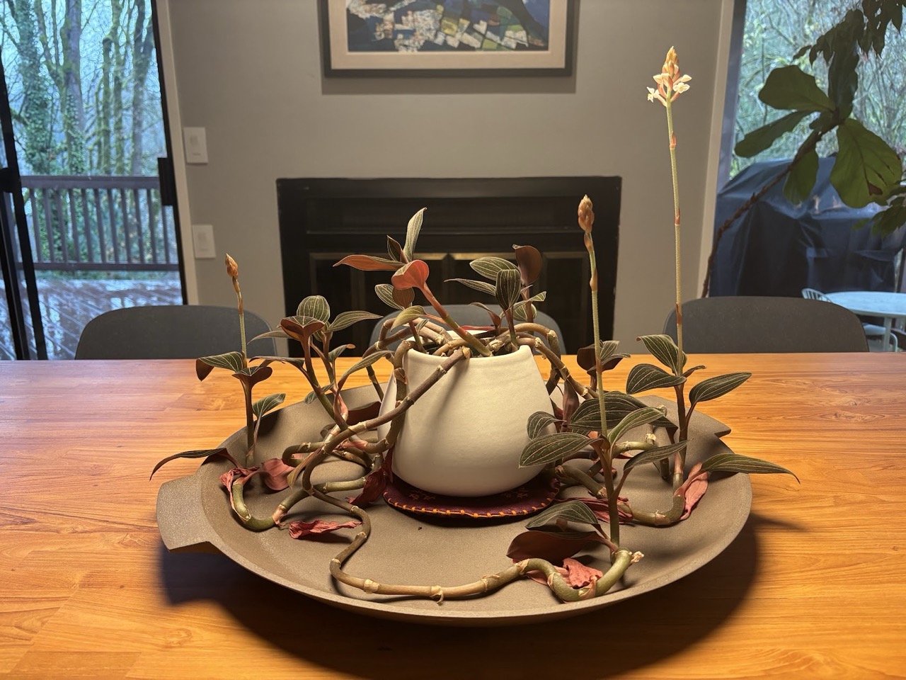 Jewel Orchid