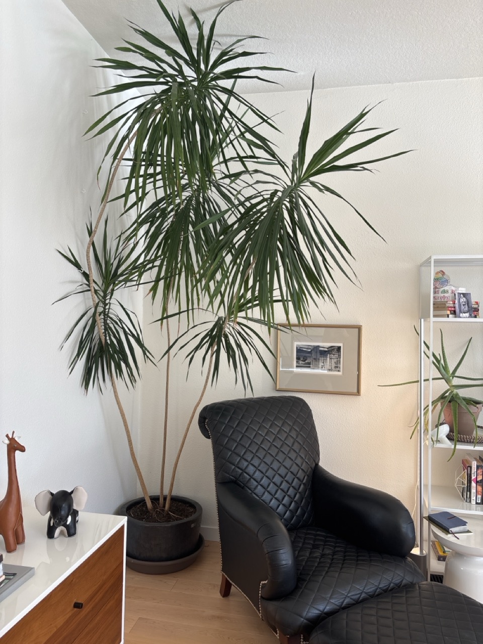 Madagascar Dragon Tree – Large