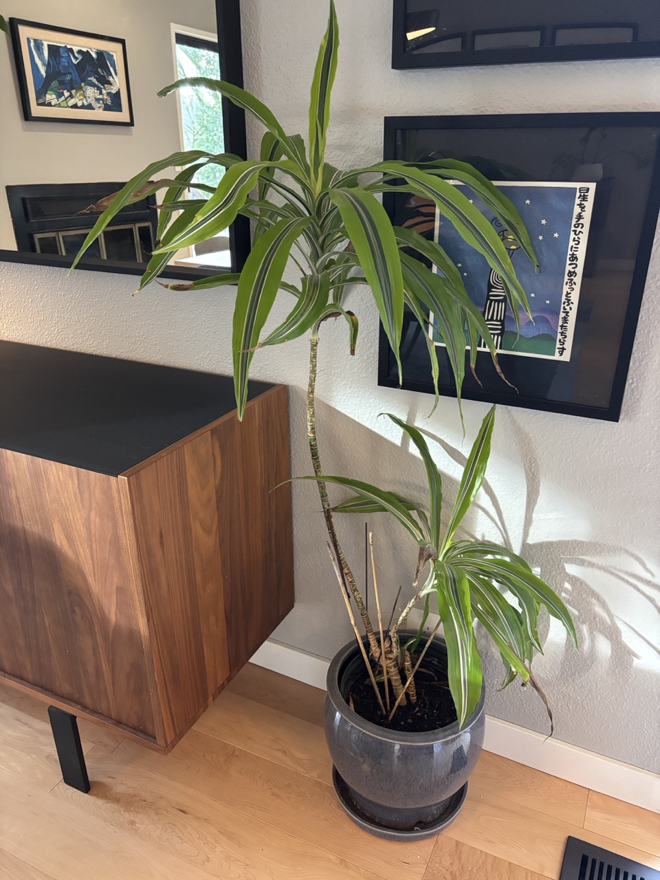 Madagascar Dragon Tree – Small