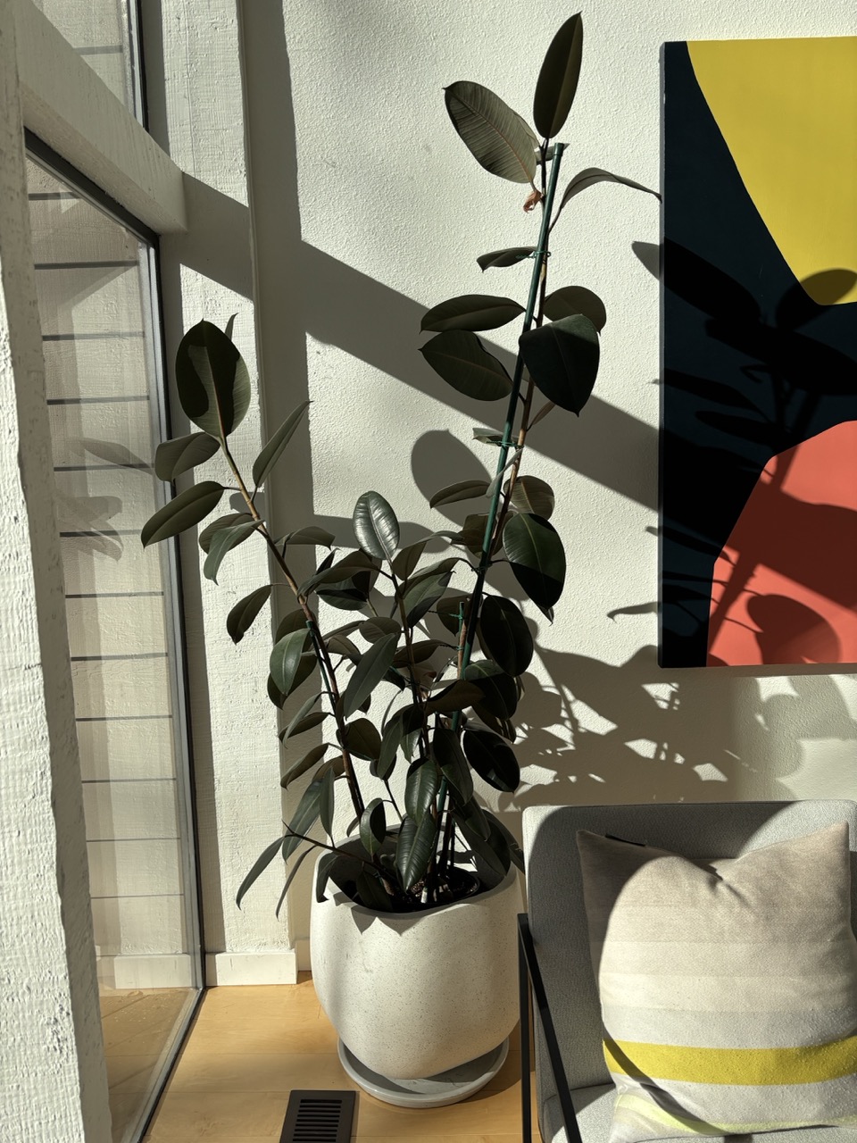 Rubber Tree