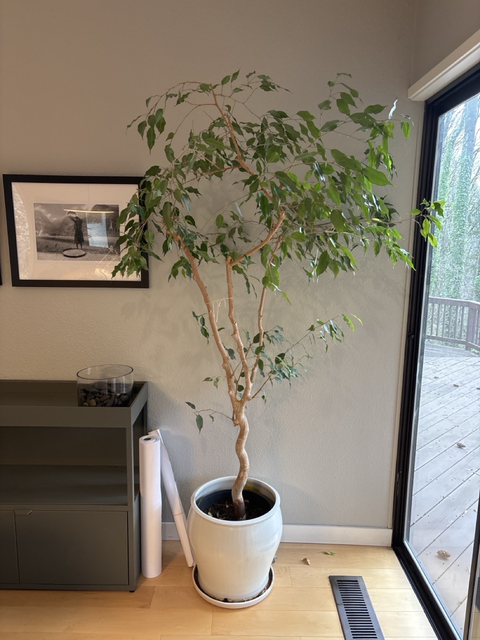 Weeping Figs – Small