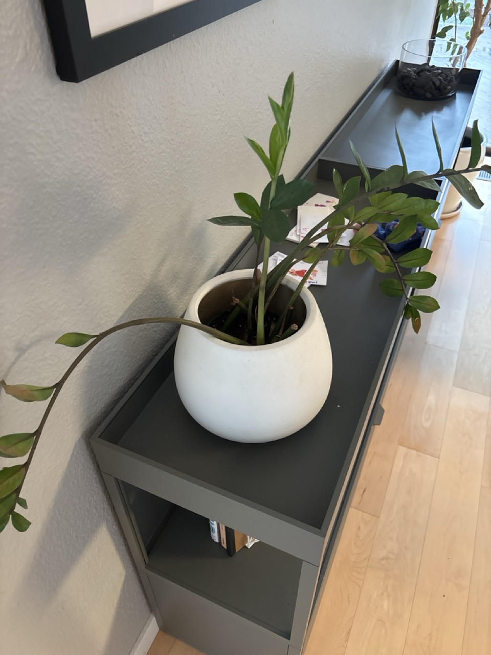 ZZ Plant – Large