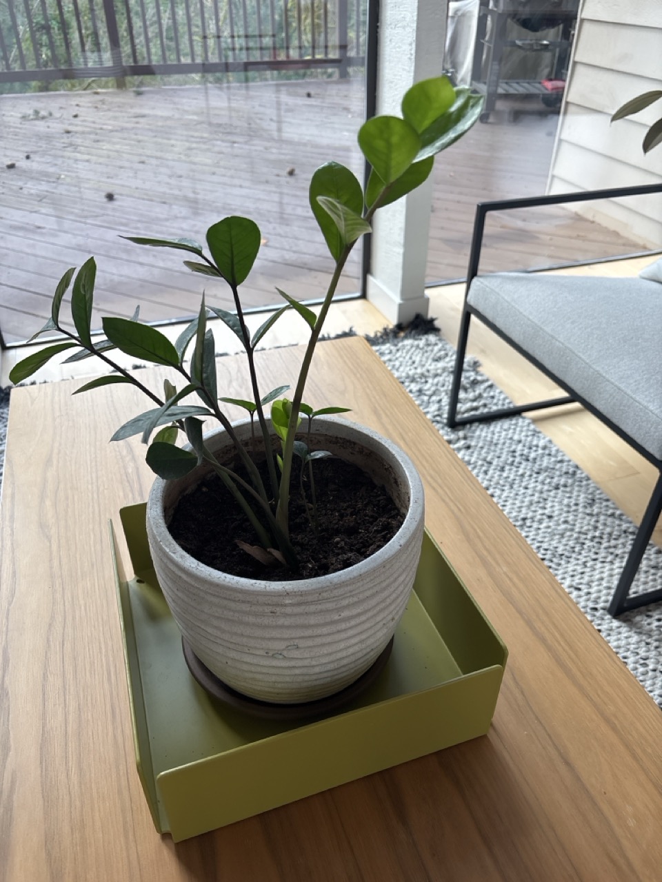 ZZ Plant – Small
